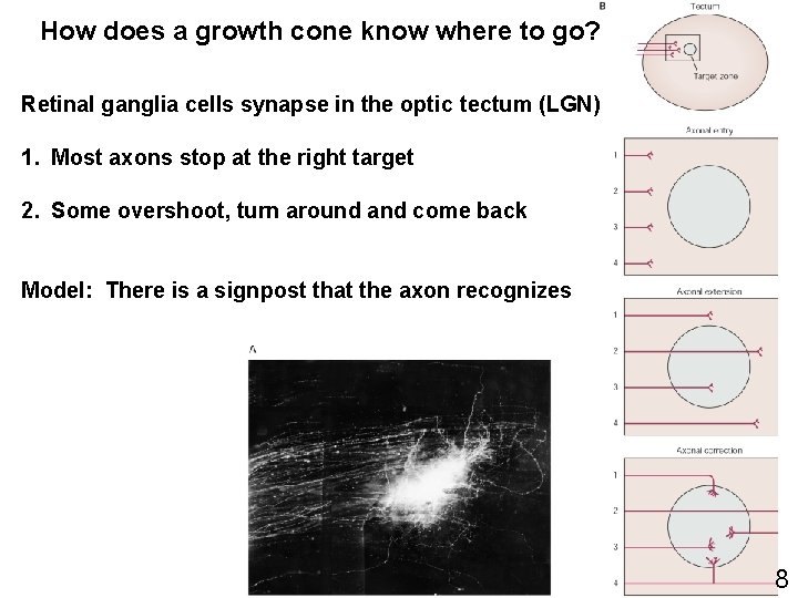 How does a growth cone know where to go? Retinal ganglia cells synapse in
