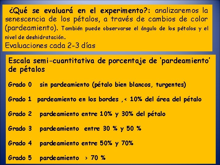 ¿Qué se evaluará en el experimento? : analizaremos la senescencia de los pétalos, a