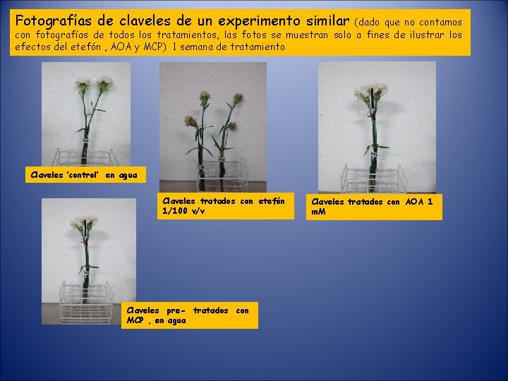 Fotografías de claveles de un experimento similar (dado que no contamos con fotografías de