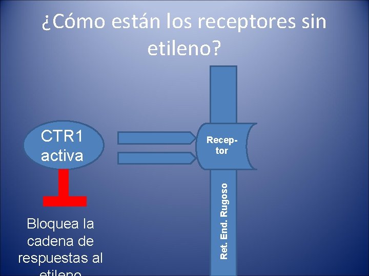 ¿Cómo están los receptores sin etileno? Bloquea la cadena de respuestas al Receptor Ret.