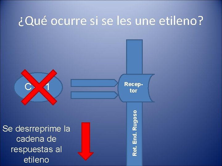 ¿Qué ocurre si se les une etileno? Se desrreprime la cadena de respuestas al