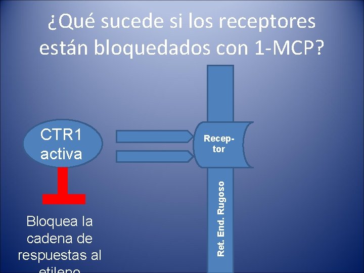 ¿Qué sucede si los receptores están bloquedados con 1 -MCP? Bloquea la cadena de