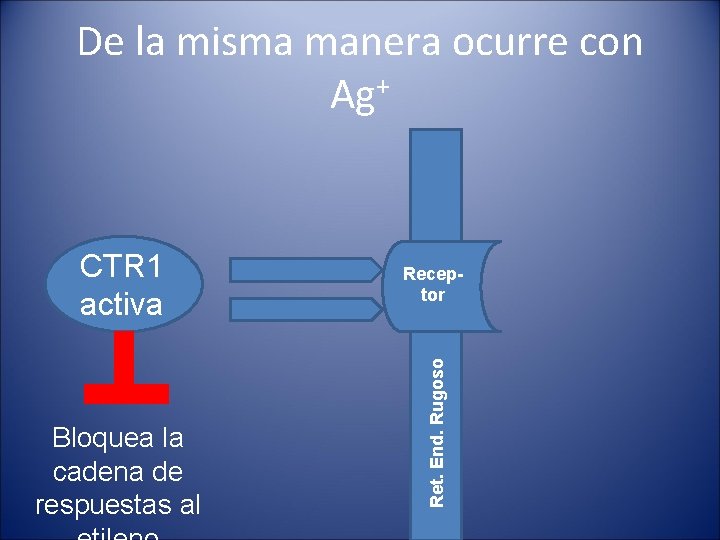 De la misma manera ocurre con Ag+ Bloquea la cadena de respuestas al Receptor