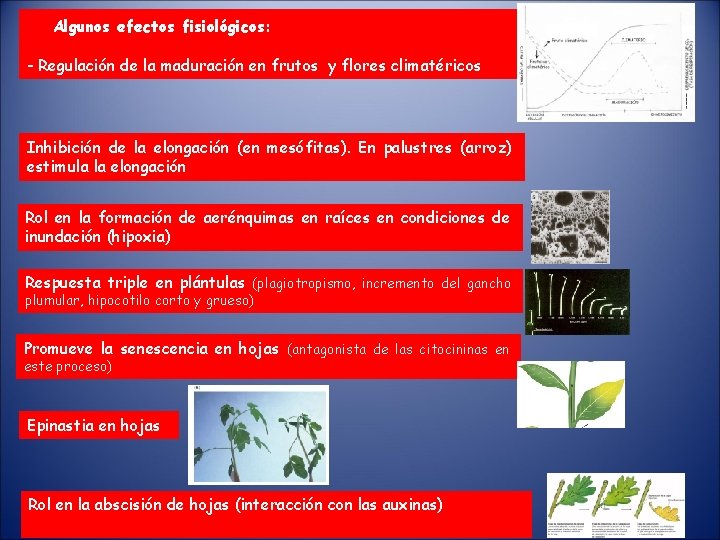 Algunos efectos fisiológicos: - Regulación de la maduración en frutos y flores climatéricos Inhibición