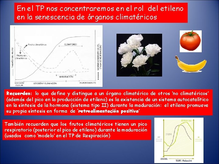 En el TP nos concentraremos en el rol del etileno en la senescencia de