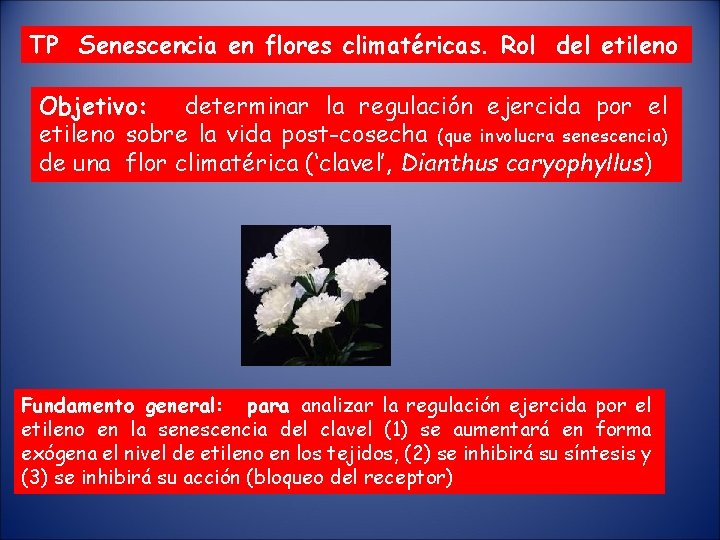 TP Senescencia en flores climatéricas. Rol del etileno Objetivo: determinar la regulación ejercida por