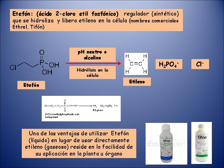 Etefón: (ácido 2 -cloro etil fosfónico) regulador (sintético) que se hidroliza y libera etileno