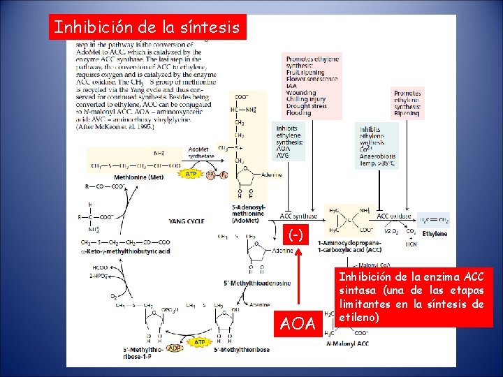 Inhibición de la síntesis (-) AOA Inhibición de la enzima ACC sintasa (una de