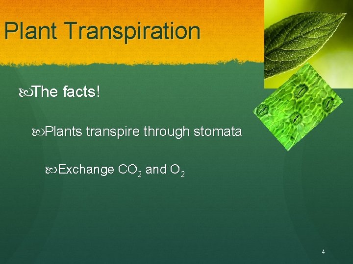 Plant Transpiration The facts! Plants transpire through stomata Exchange CO 2 and O 2