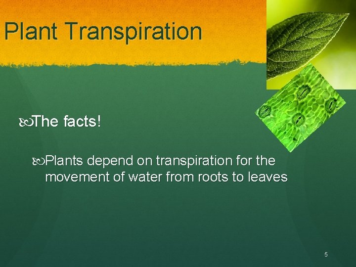 Plant Transpiration The facts! Plants depend on transpiration for the movement of water from