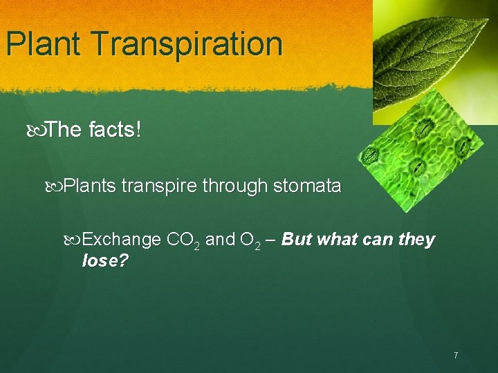 Plant Transpiration The facts! Plants transpire through stomata Exchange CO 2 and O 2