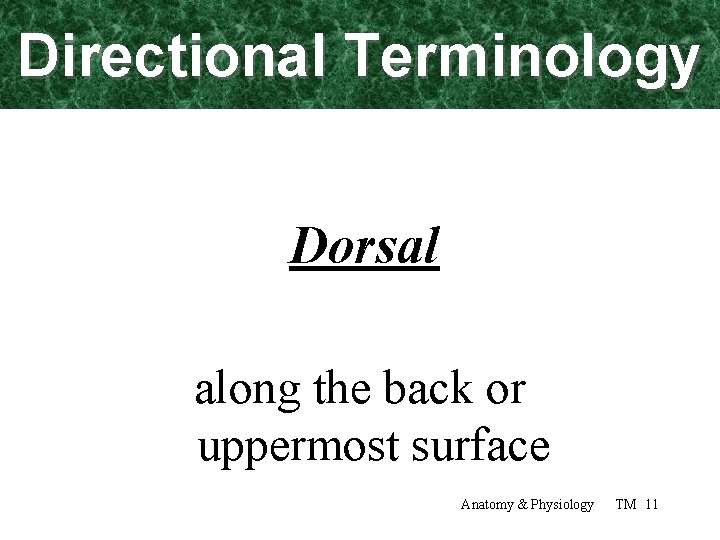 Directional Terminology Dorsal along the back or uppermost surface Anatomy & Physiology TM 11