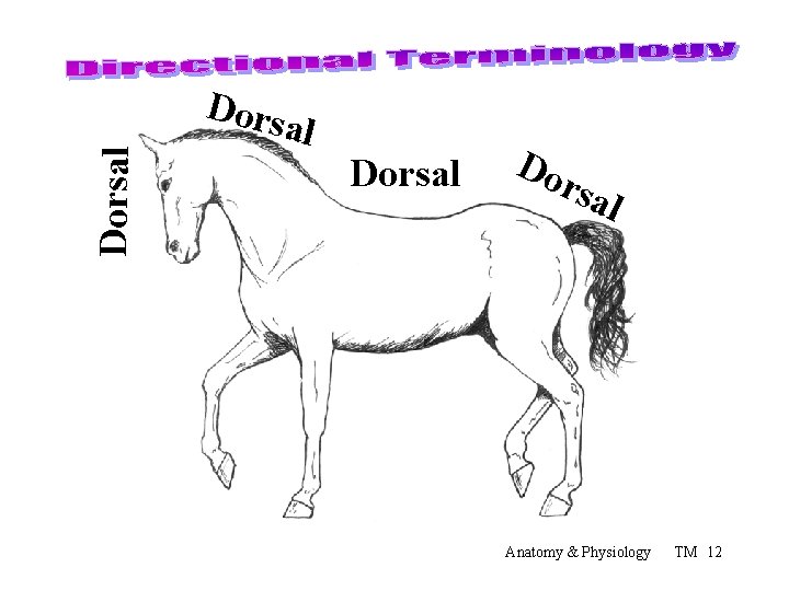 Dorsal Dorsal Do rsa l Anatomy & Physiology TM 12 