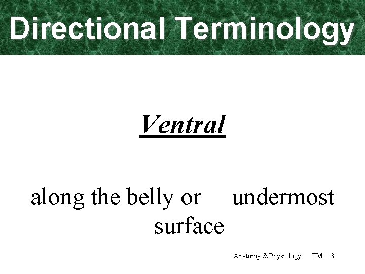 Directional Terminology Ventral along the belly or undermost surface Anatomy & Physiology TM 13