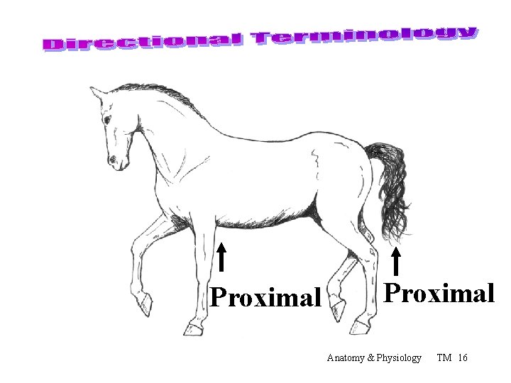 Proximal Anatomy & Physiology TM 16 