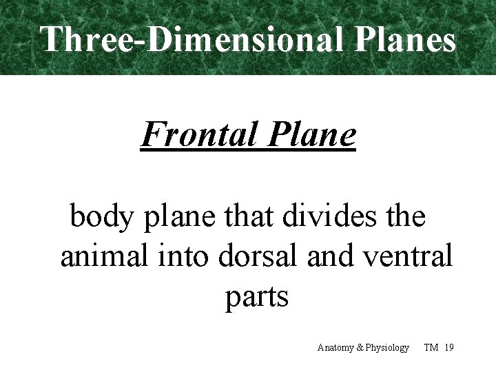 Three-Dimensional Planes Frontal Plane body plane that divides the animal into dorsal and ventral