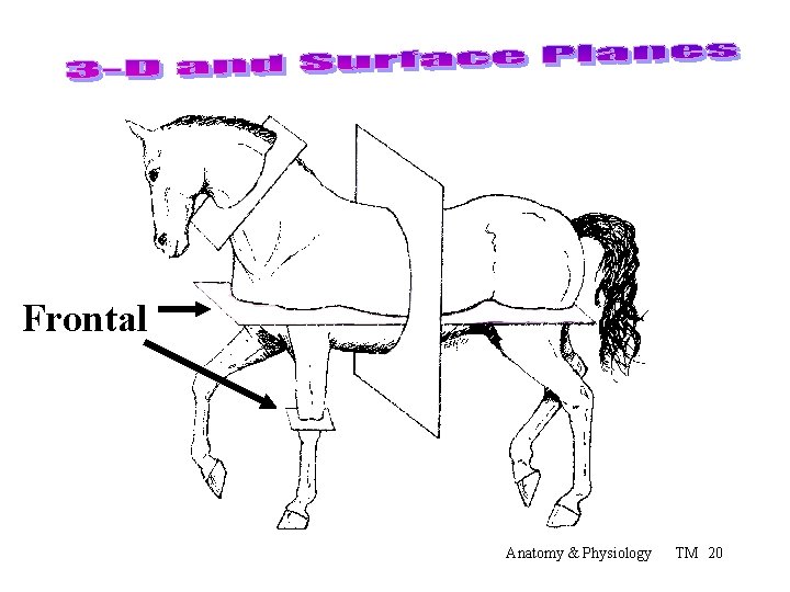 Frontal Anatomy & Physiology TM 20 