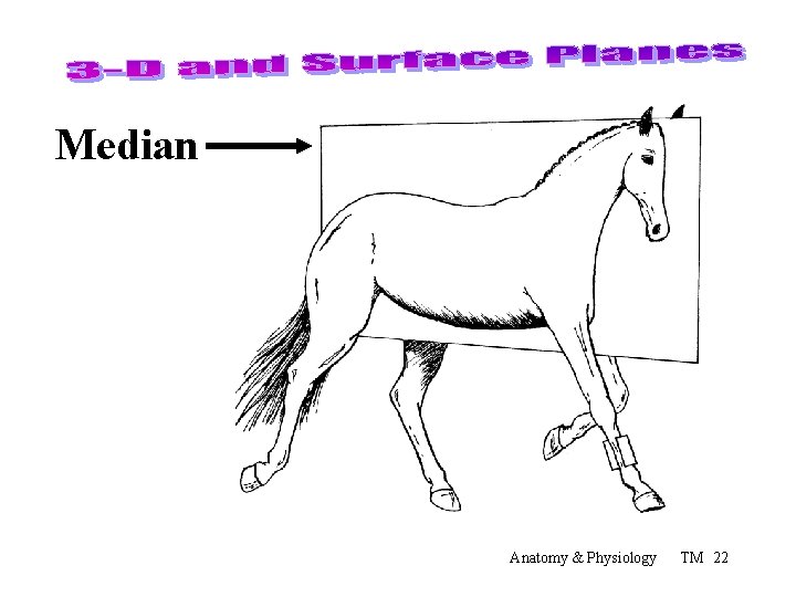 Median Anatomy & Physiology TM 22 