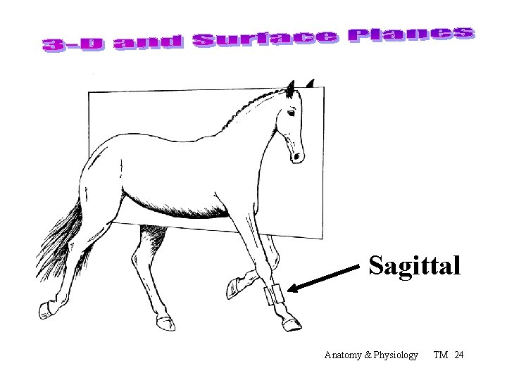 Sagittal Anatomy & Physiology TM 24 