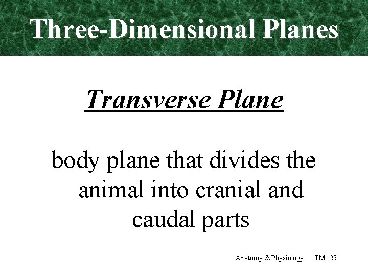 Three-Dimensional Planes Transverse Plane body plane that divides the animal into cranial and caudal