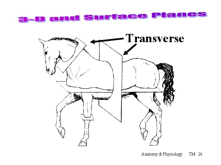 Transverse Anatomy & Physiology TM 26 