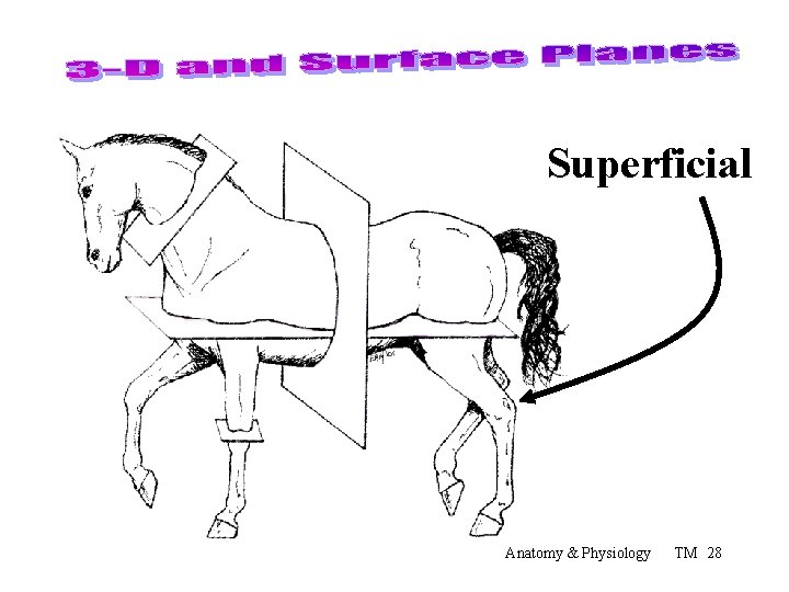 Superficial Anatomy & Physiology TM 28 