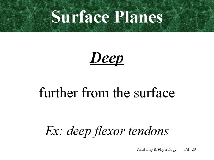 Surface Planes Deep further from the surface Ex: deep flexor tendons Anatomy & Physiology