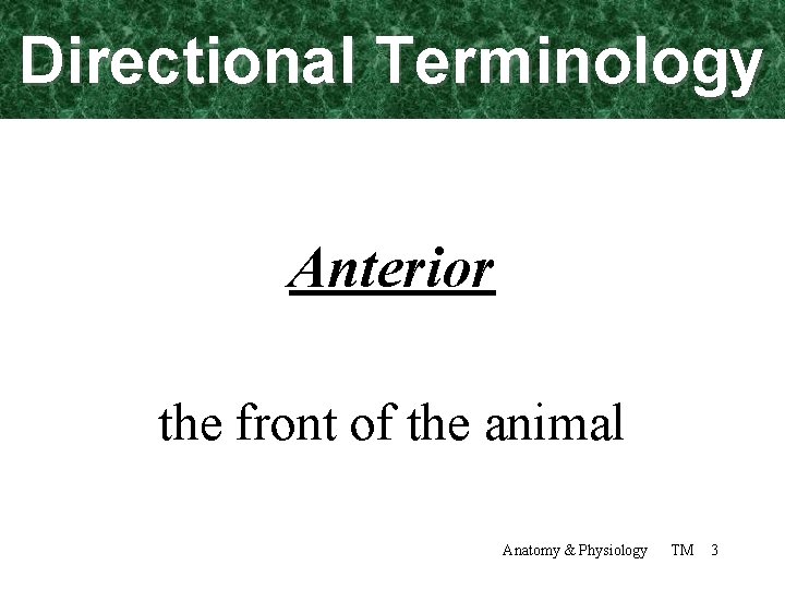 Directional Terminology Anterior the front of the animal Anatomy & Physiology TM 3 