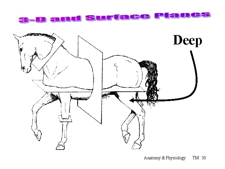 Deep Anatomy & Physiology TM 30 