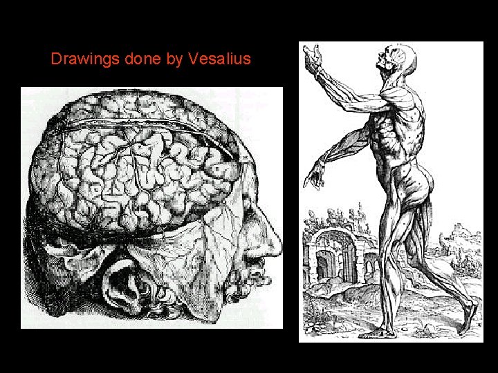 Drawings done by Vesalius 