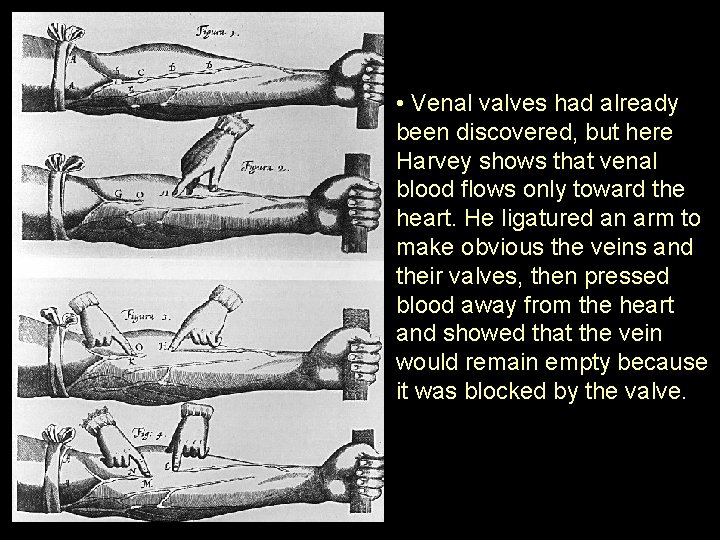  • Venal valves had already been discovered, but here Harvey shows that venal