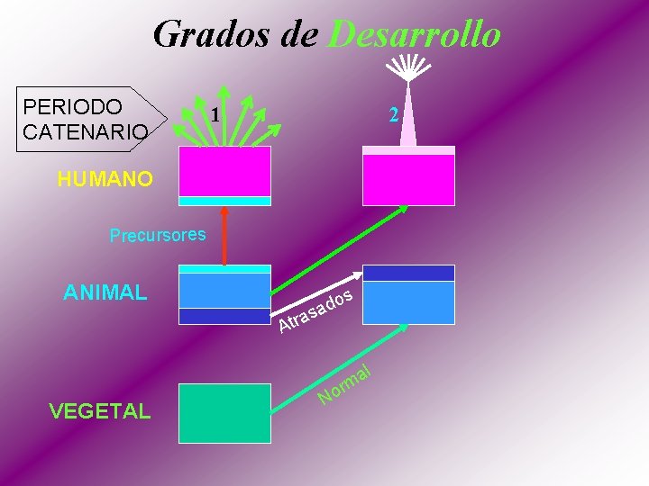 Grados de Desarrollo PERIODO CATENARIO 1 2 HUMANO Precursores ANIMAL s o d sa