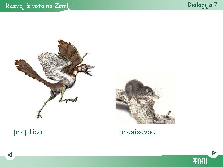 Biologija 7 Razvoj života na Zemlji praptica prasisavac 