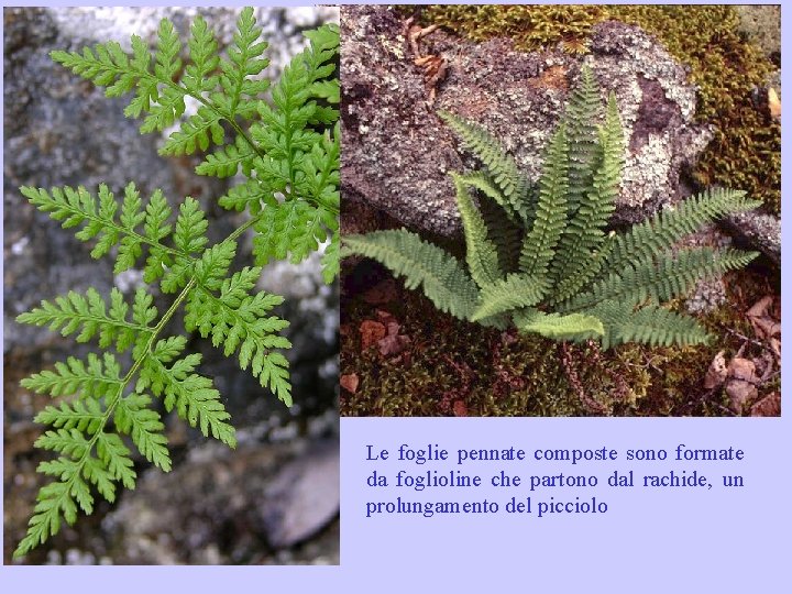Le foglie pennate composte sono formate da foglioline che partono dal rachide, un prolungamento Le foglie pennate composte sono formate da foglioline che partono dal rachide, un prolungamento