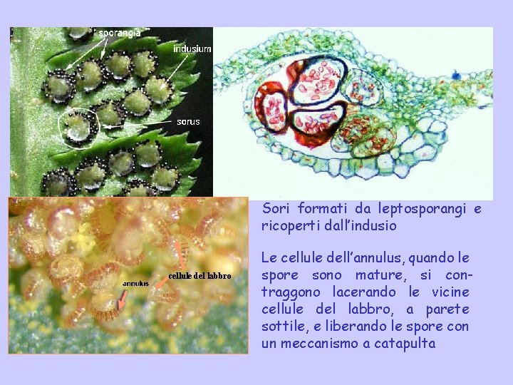 Sori formati da leptosporangi e ricoperti dall’indusio cellule del labbro Le cellule dell’annulus, quando Sori formati da leptosporangi e ricoperti dall’indusio cellule del labbro Le cellule dell’annulus, quando