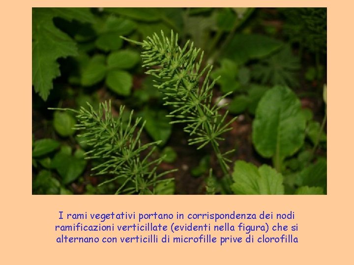I rami vegetativi portano in corrispondenza dei nodi ramificazioni verticillate (evidenti nella figura) che I rami vegetativi portano in corrispondenza dei nodi ramificazioni verticillate (evidenti nella figura) che