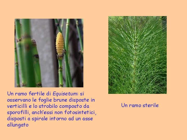 Un ramo fertile di Equisetum: si osservano le foglie brune disposte in verticilli e Un ramo fertile di Equisetum: si osservano le foglie brune disposte in verticilli e