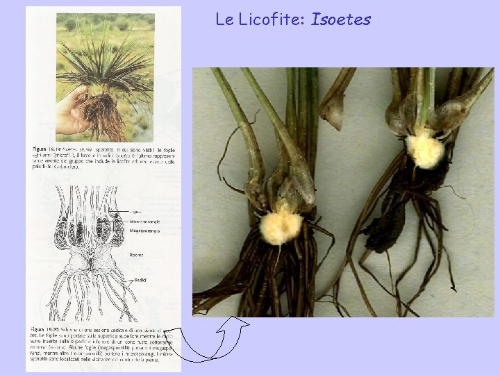 Le Licofite: Isoetes Le Licofite: Isoetes