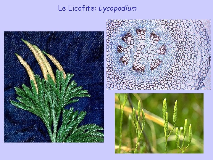 Le Licofite: Lycopodium Le Licofite: Lycopodium
