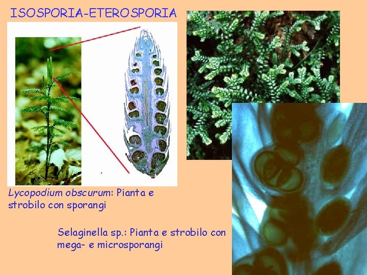 ISOSPORIA-ETEROSPORIA Lycopodium obscurum: Pianta e strobilo con sporangi Selaginella sp. : Pianta e strobilo ISOSPORIA-ETEROSPORIA Lycopodium obscurum: Pianta e strobilo con sporangi Selaginella sp. : Pianta e strobilo