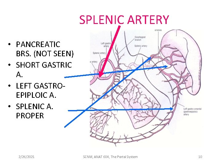 SPLENIC ARTERY • PANCREATIC BRS. (NOT SEEN) • SHORT GASTRIC A. • LEFT GASTROEPIPLOIC