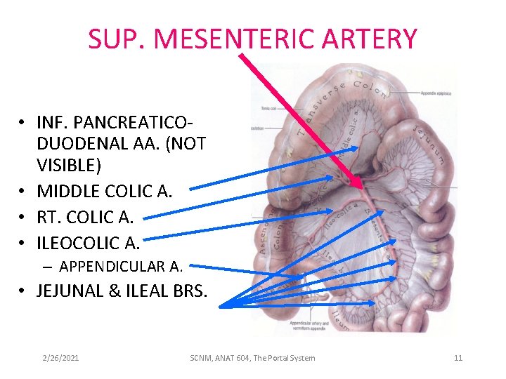 SUP. MESENTERIC ARTERY • INF. PANCREATICODUODENAL AA. (NOT VISIBLE) • MIDDLE COLIC A. •