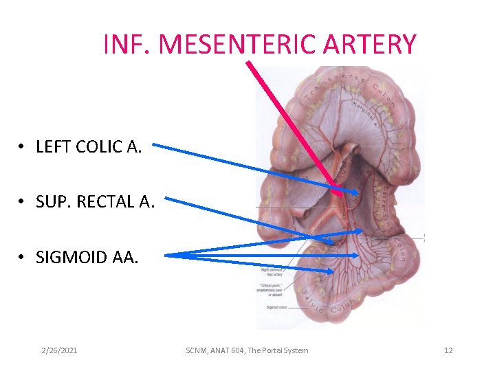 INF. MESENTERIC ARTERY • LEFT COLIC A. • SUP. RECTAL A. • SIGMOID AA.