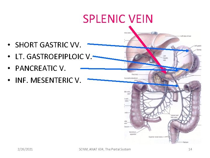 SPLENIC VEIN • • SHORT GASTRIC VV. LT. GASTROEPIPLOIC V. PANCREATIC V. INF. MESENTERIC