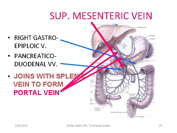 SUP. MESENTERIC VEIN • RIGHT GASTROEPIPLOIC V. • PANCREATICODUODENAL VV. • JOINS WITH SPLENIC