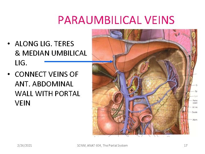 PARAUMBILICAL VEINS • ALONG LIG. TERES & MEDIAN UMBILICAL LIG. • CONNECT VEINS OF