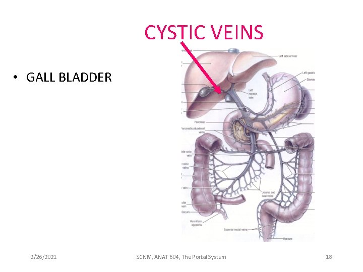 CYSTIC VEINS • GALL BLADDER 2/26/2021 SCNM, ANAT 604, The Portal System 18 