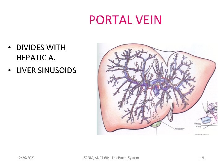 PORTAL VEIN • DIVIDES WITH HEPATIC A. • LIVER SINUSOIDS 2/26/2021 SCNM, ANAT 604,