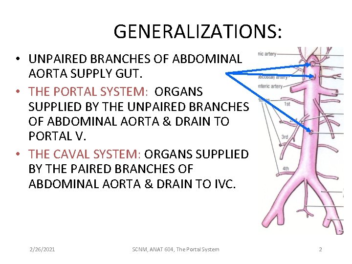 GENERALIZATIONS: • UNPAIRED BRANCHES OF ABDOMINAL AORTA SUPPLY GUT. • THE PORTAL SYSTEM: ORGANS