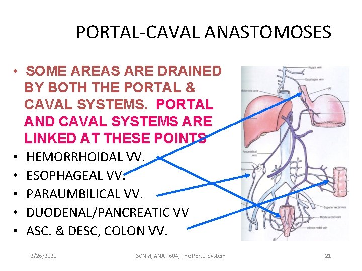 PORTAL-CAVAL ANASTOMOSES • SOME AREAS ARE DRAINED BY BOTH THE PORTAL & CAVAL SYSTEMS.